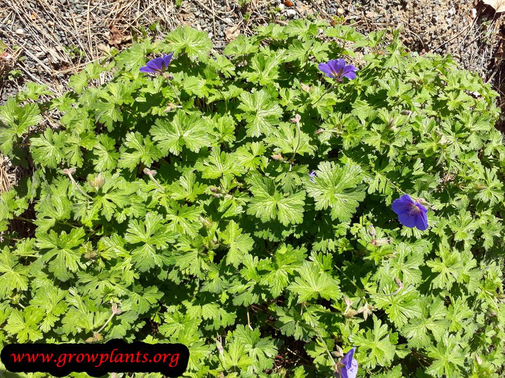 Growing Geranium himalayense