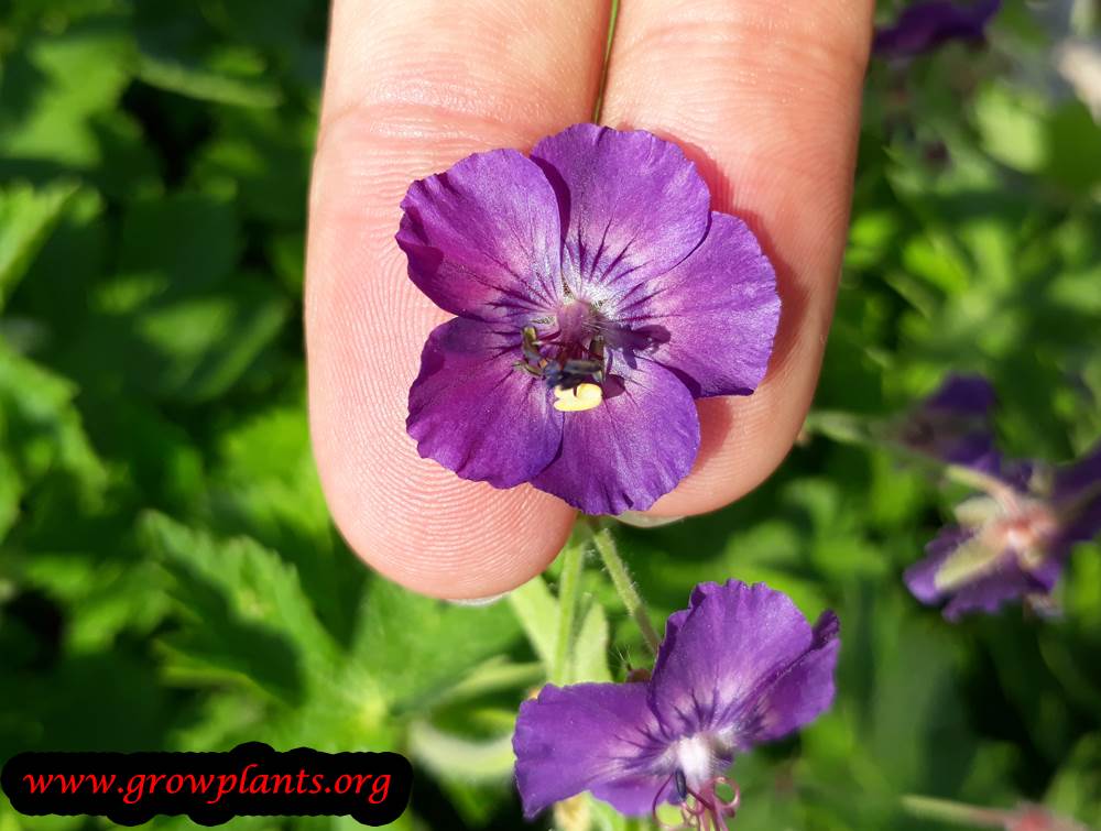 Geranium phaeum