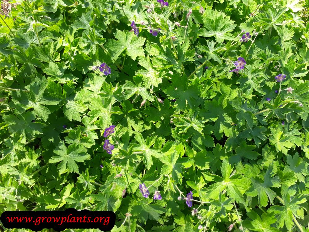 Geranium phaeum plant care