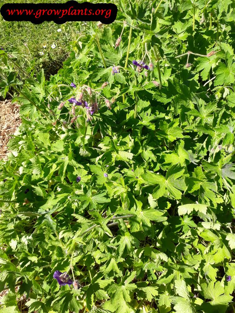 Growing Geranium phaeum plant