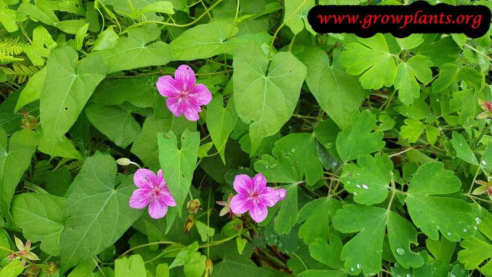 Geranium soboliferum