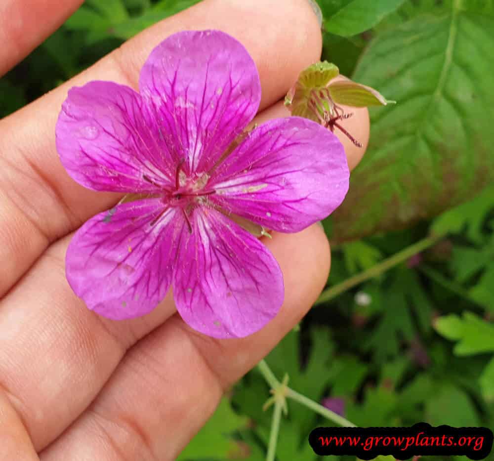 Geranium soboliferum flower