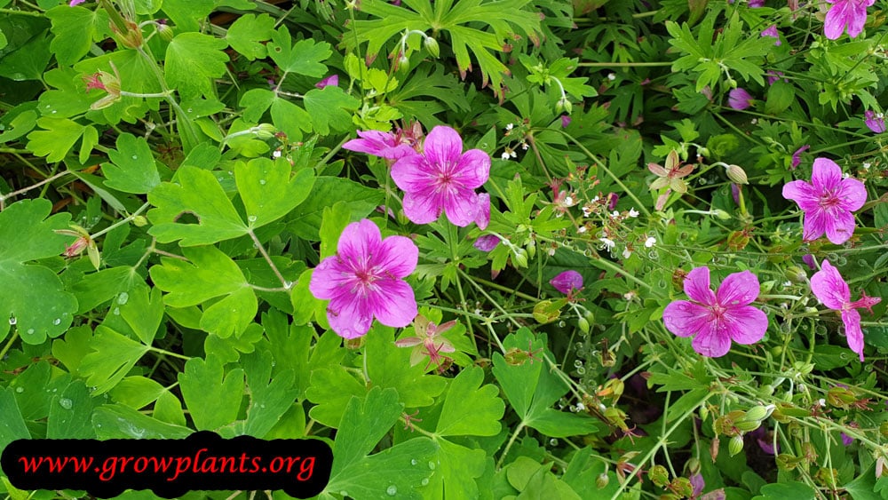 Geranium soboliferum blooming season