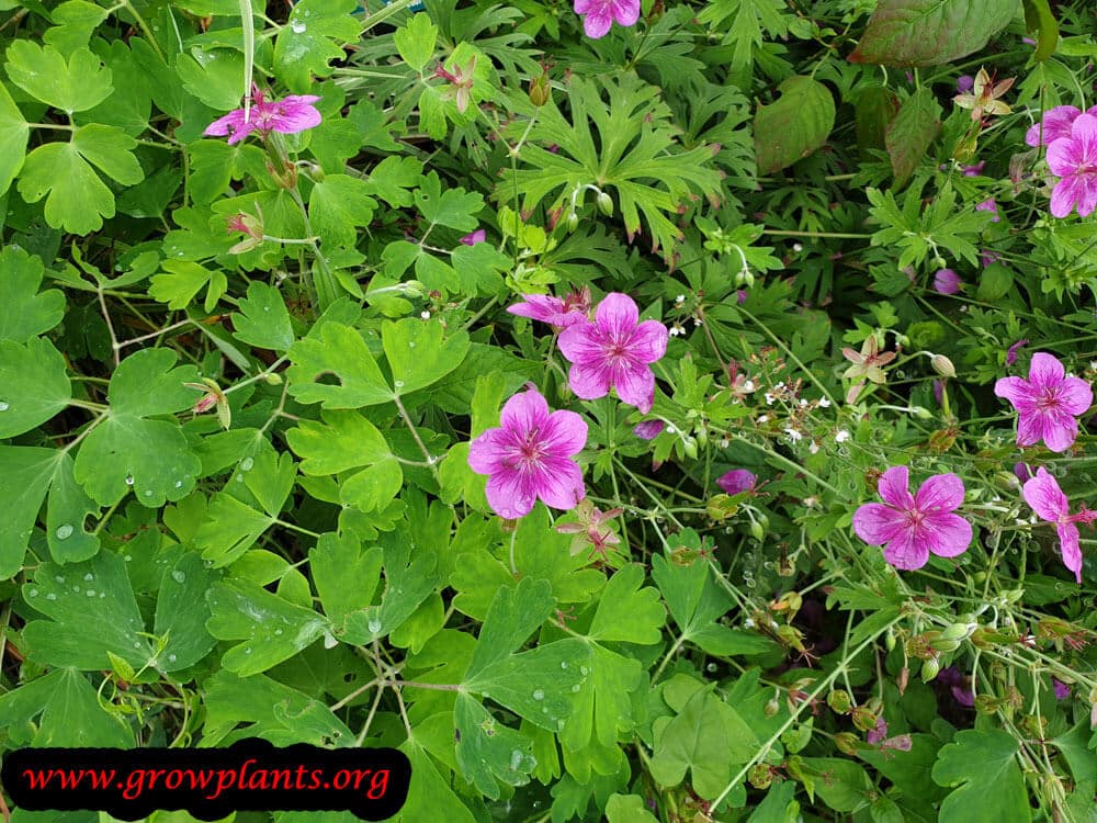 Geranium soboliferum plant care