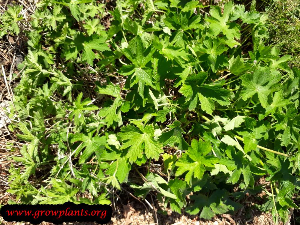 geranium sylvaticum