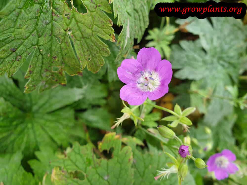 Geranium sylvaticum flower