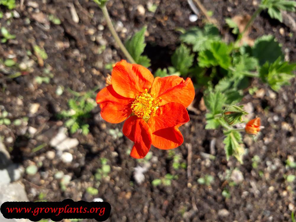 Geum coccineum