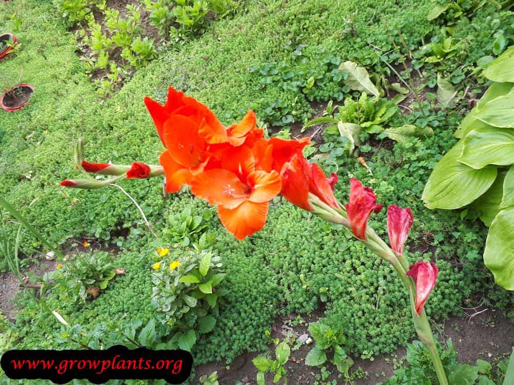 Gladiolus growing