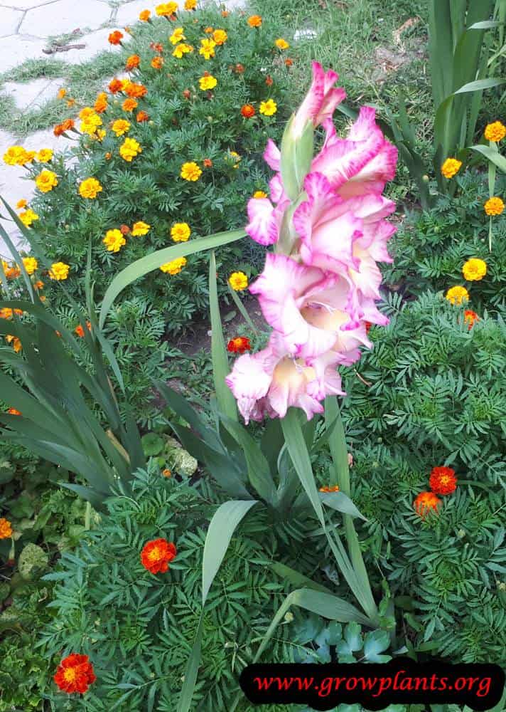 Gladiolus pink flowers