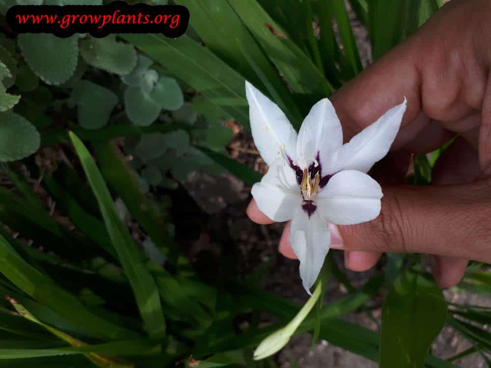 Gladiolus murielae