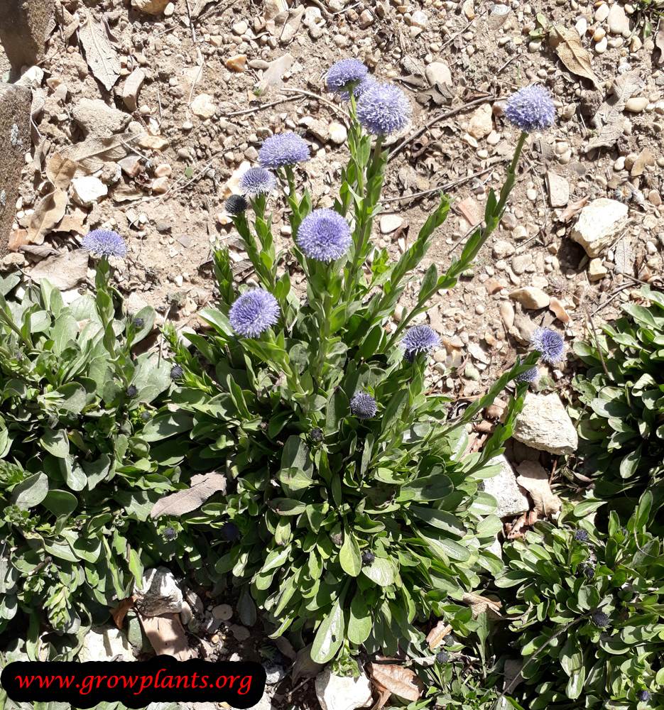 globularia vulgaris
