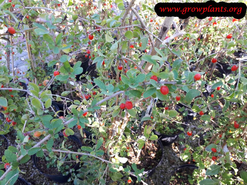 Goji berry harvesting season