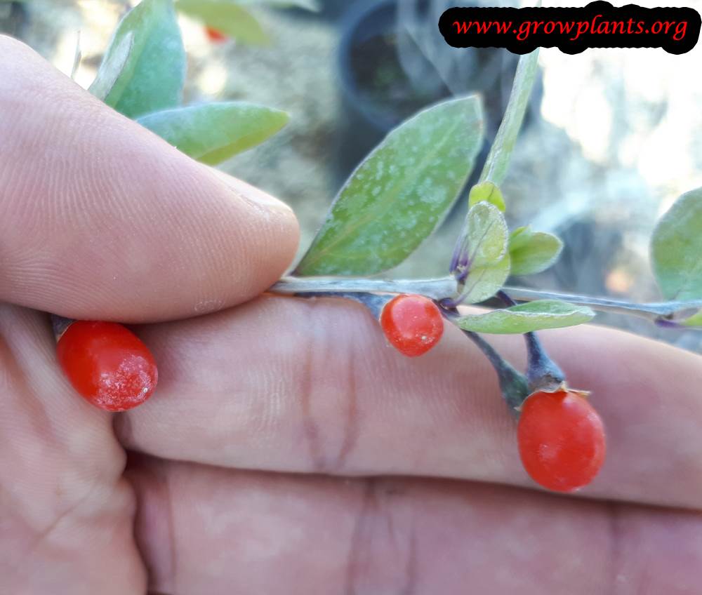 Harvesting Goji berry