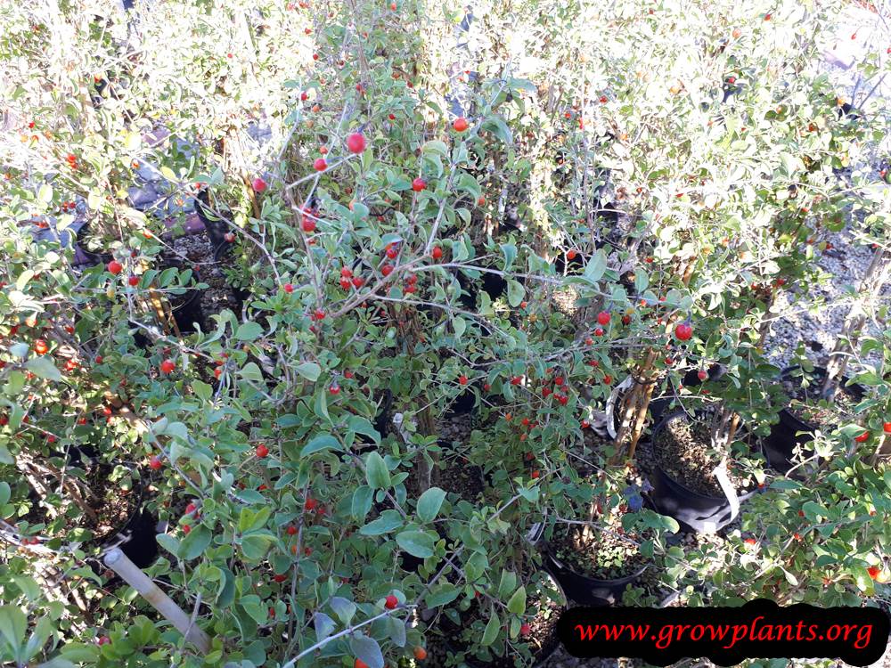 Planting Goji berry