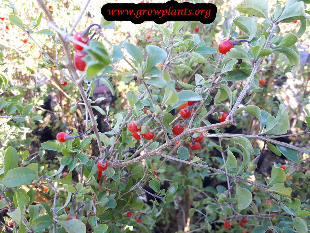 Planting season Goji berry