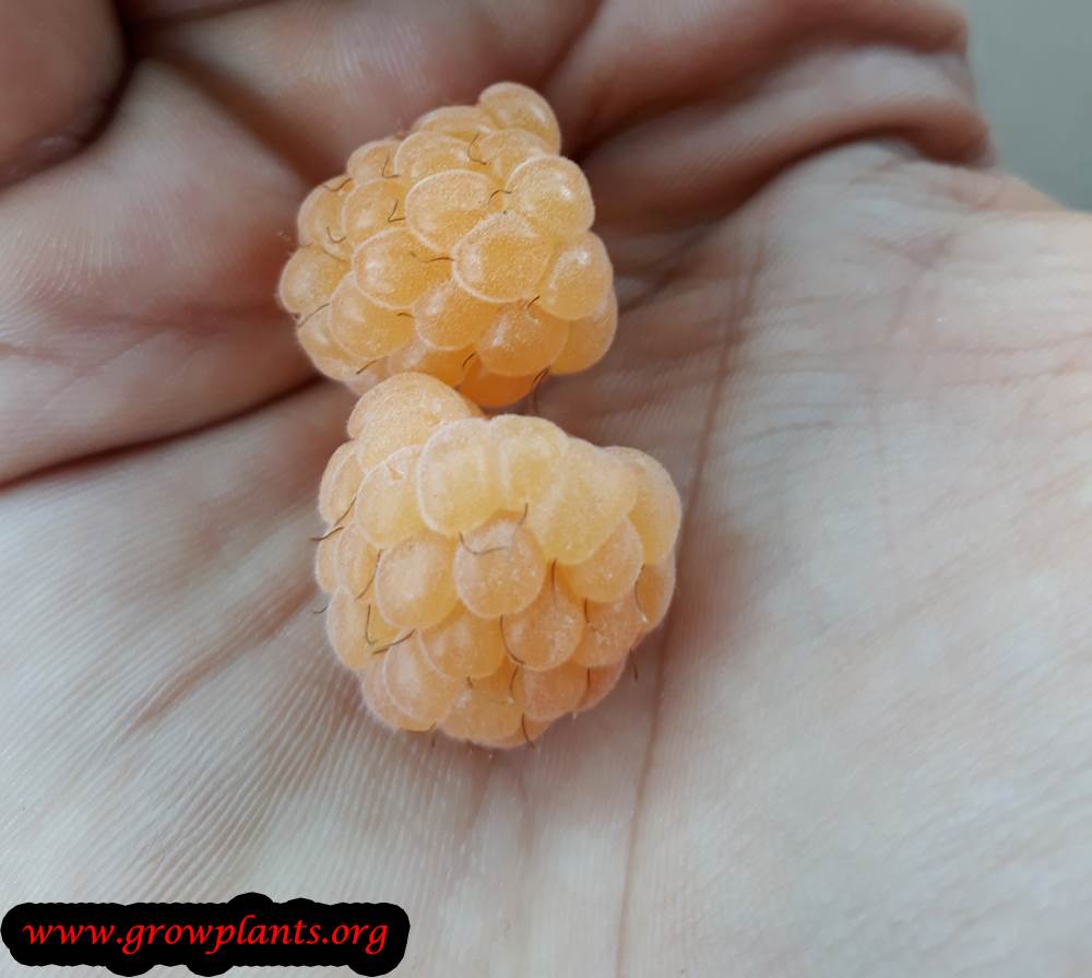 Harvesting Golden raspberry fruits