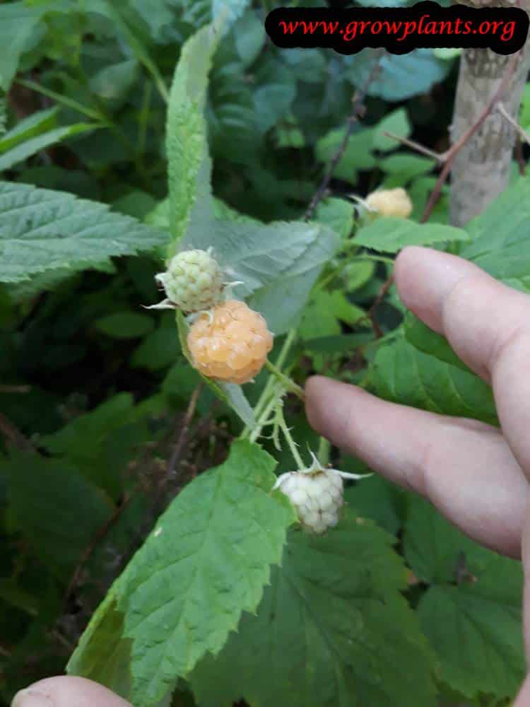 Golden raspberry harvest season