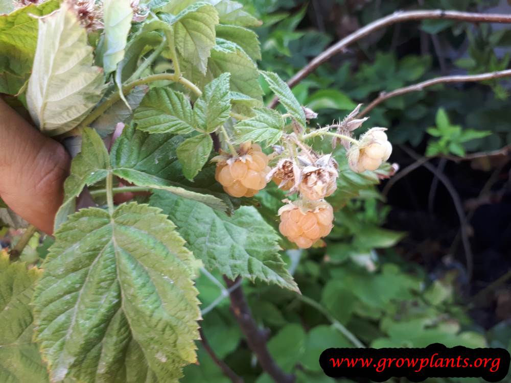 Golden raspberry fruits