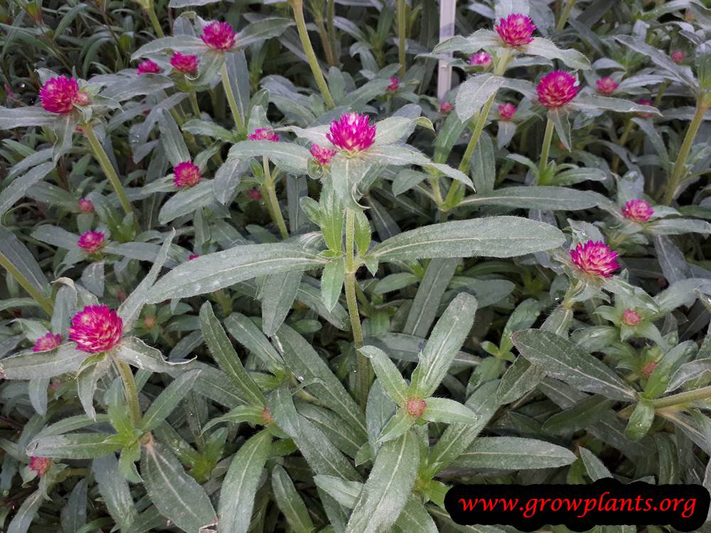 Gomphrena plant care