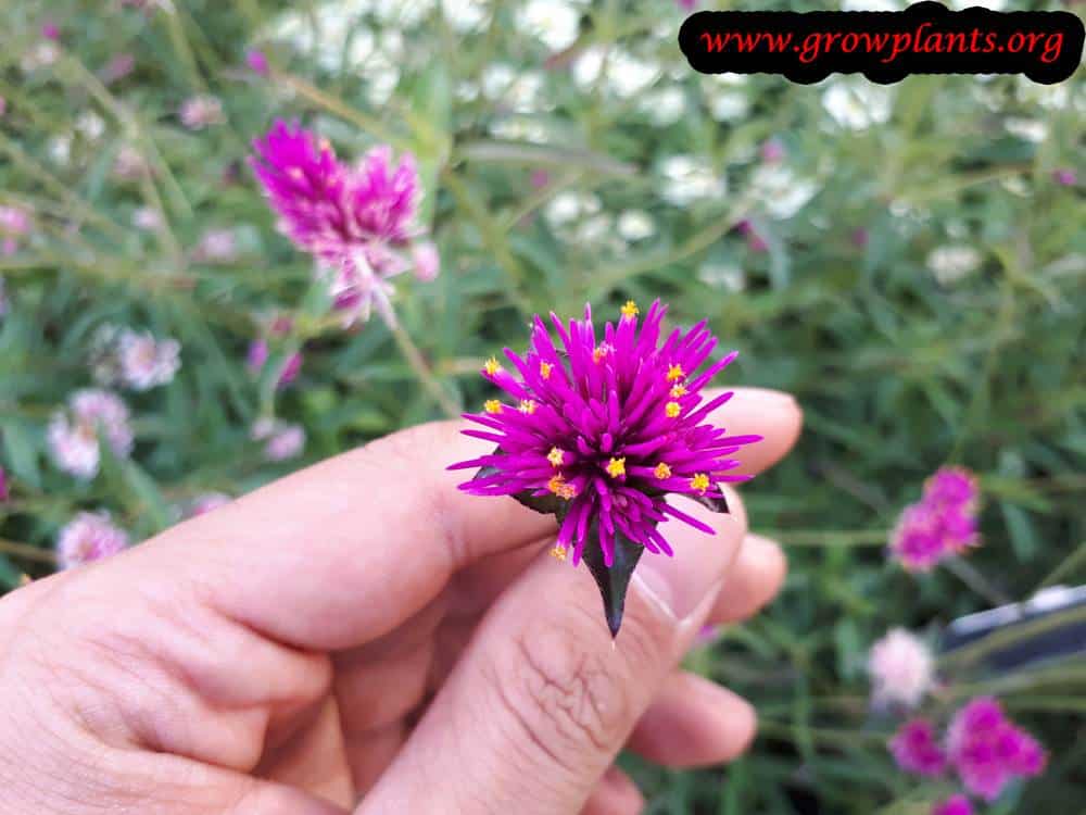 Gomphrena Fireworks
