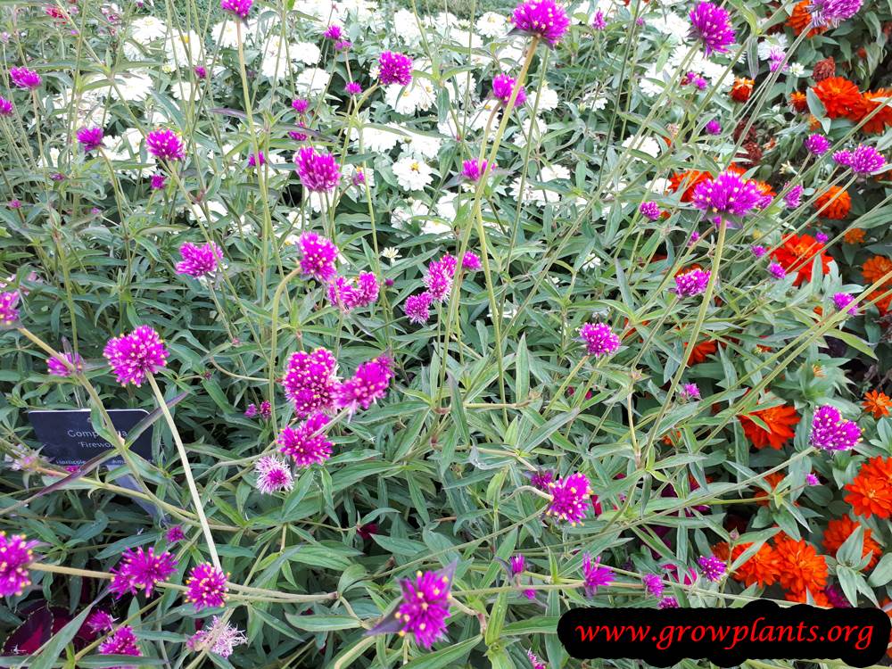Gomphrena Fireworks plant care