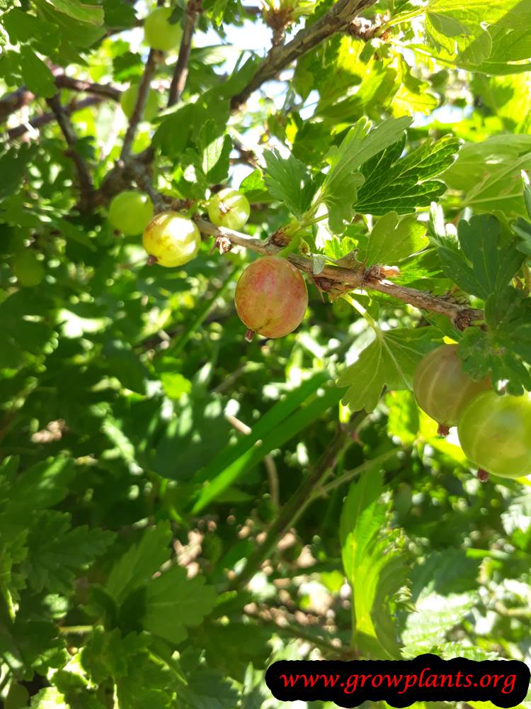 Gooseberry plant care
