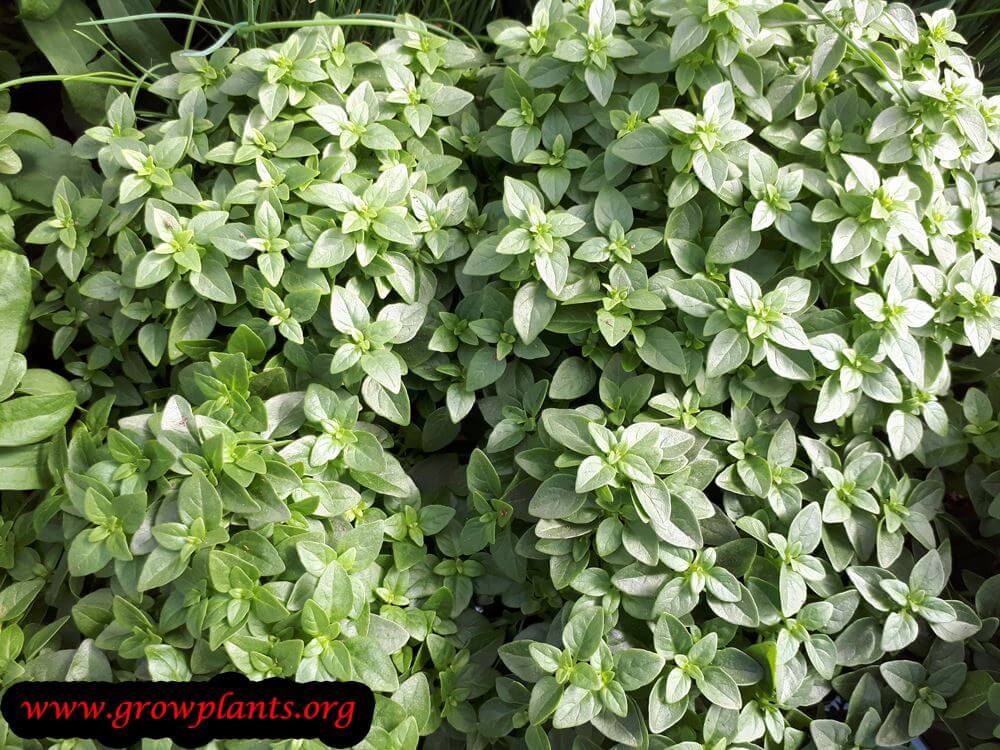 Greek basil How to grow & care