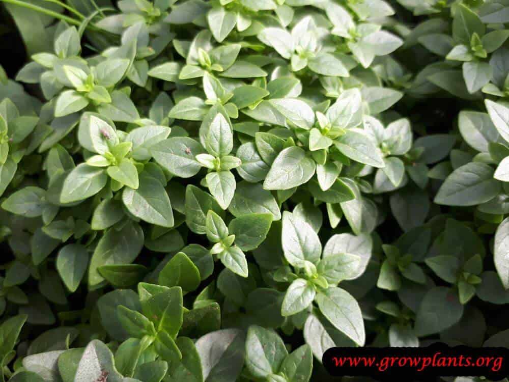 Greek basil plant harvest
