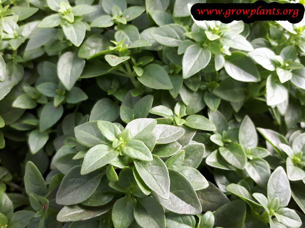 Greek basil How to grow & care