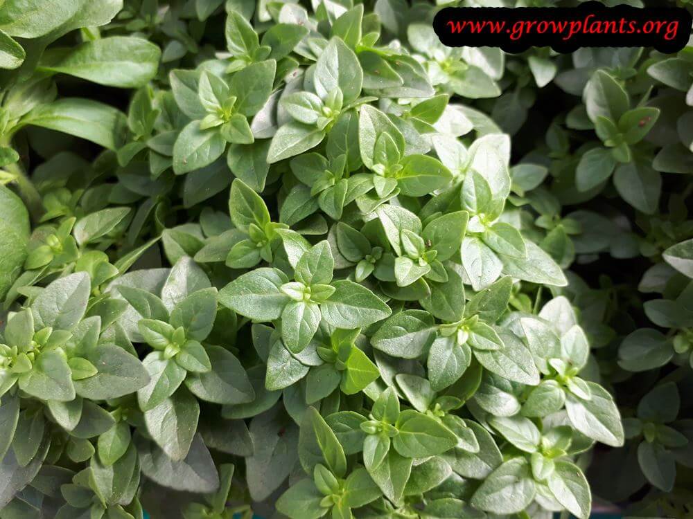 Greek basil How to grow & care