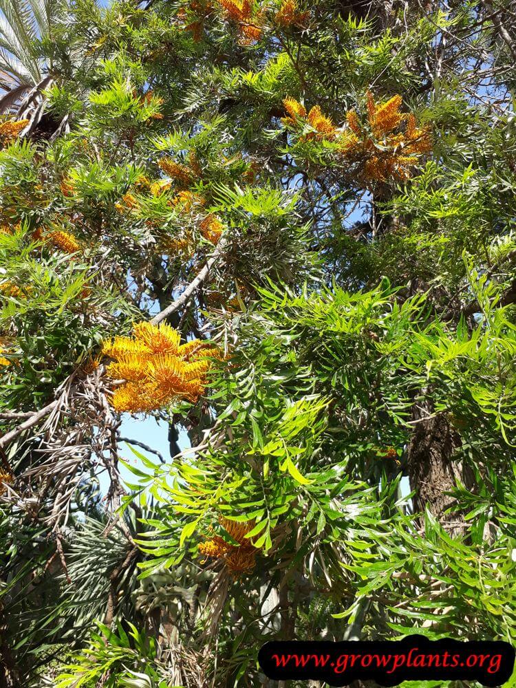 Grevillea robusta How to grow & care