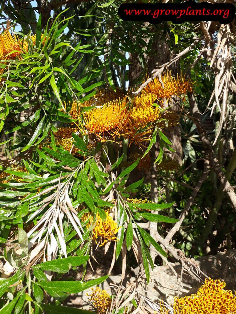 Grevillea robusta