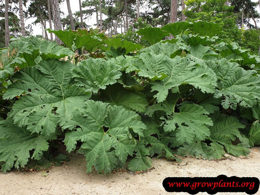 Gunnera How to grow &amp; care