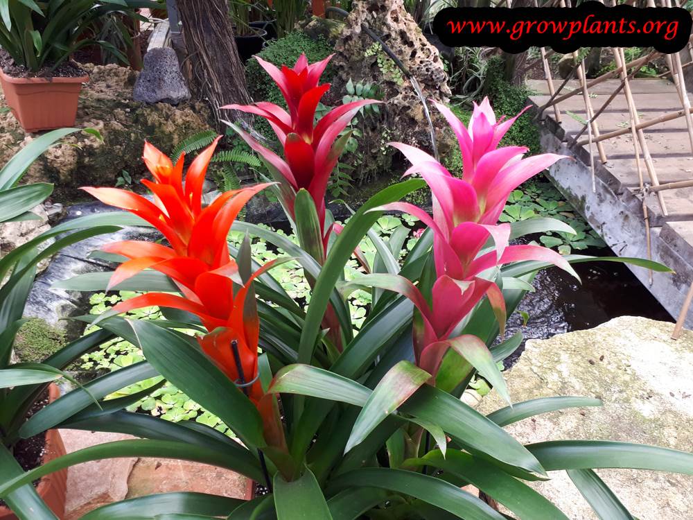 Guzmania lingulata plant care
