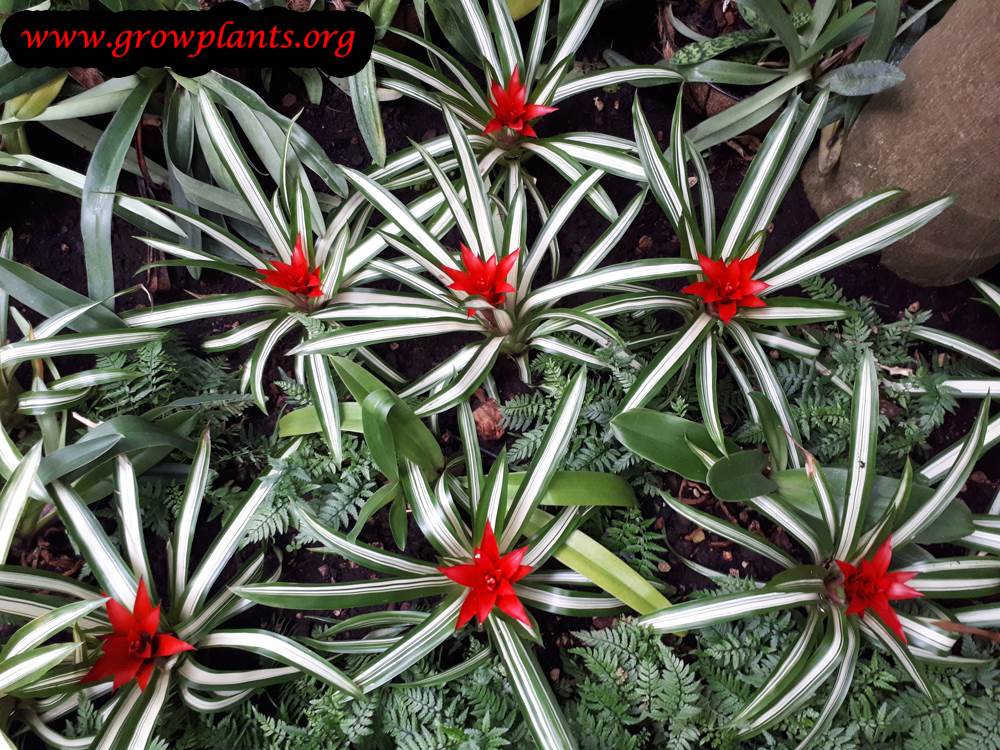 Guzmania lingulata Variegated