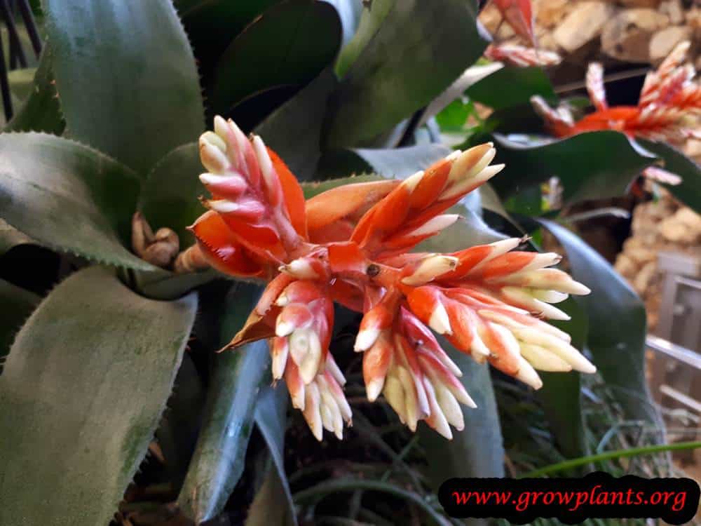 Guzmania undulatobracteata