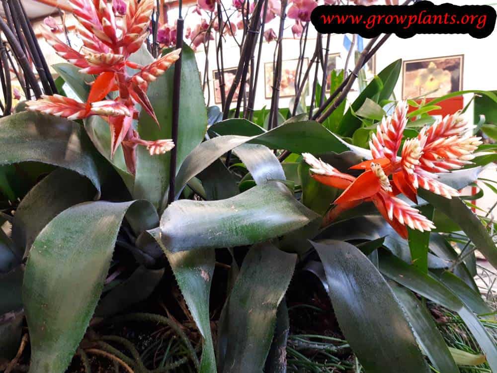 Guzmania undulatobracteata plant care