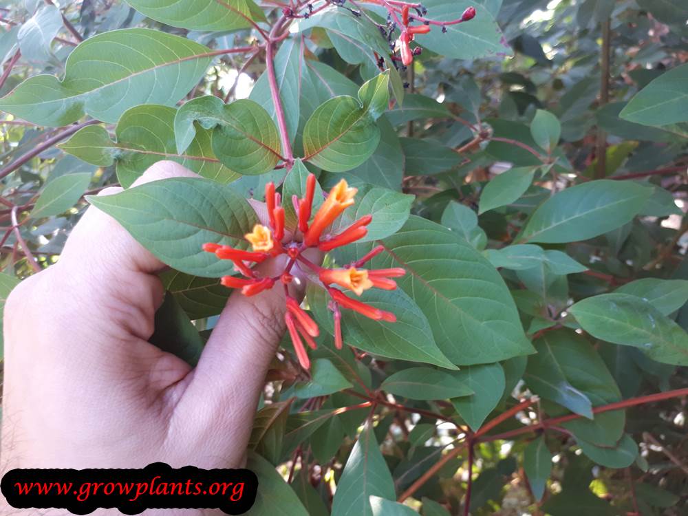 Hamelia patens