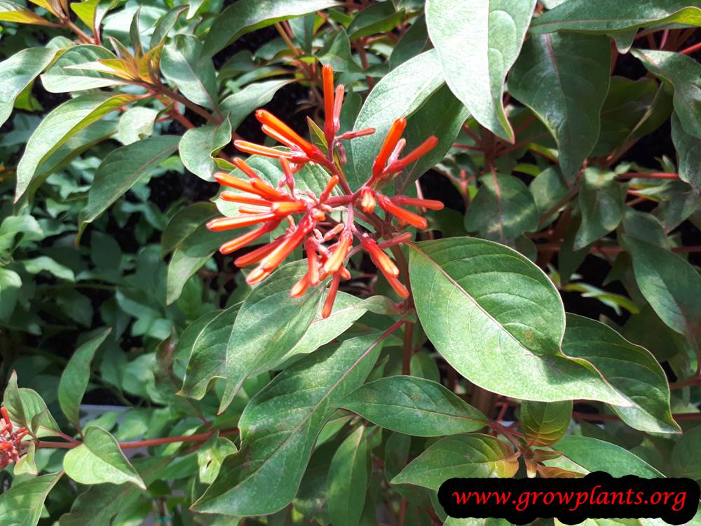 Hamelia patens plant care