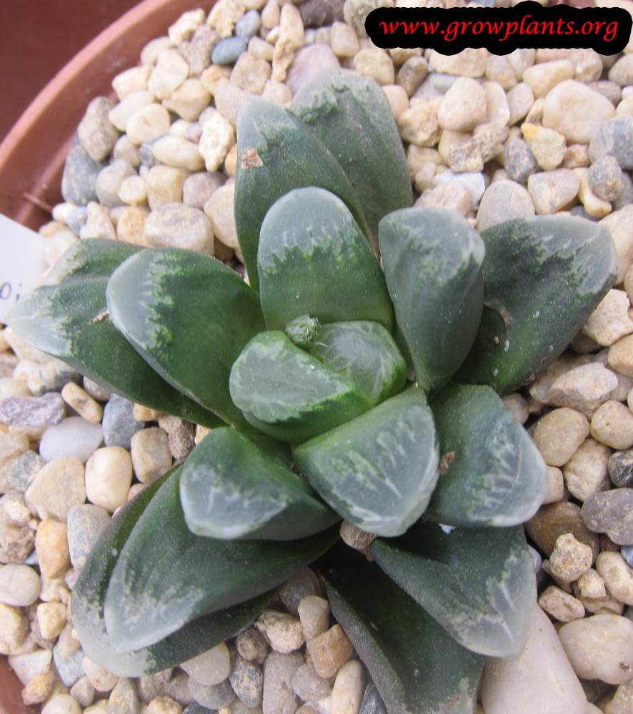 Haworthia