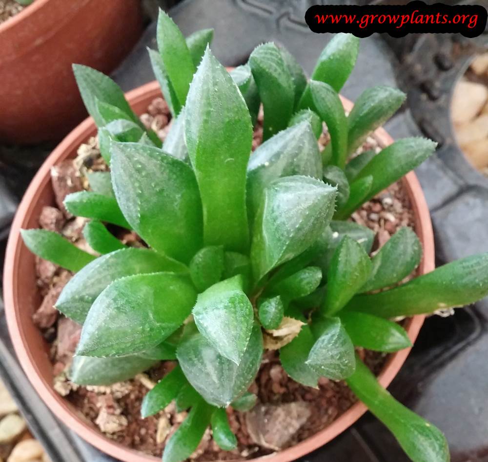 Haworthia houseplant
