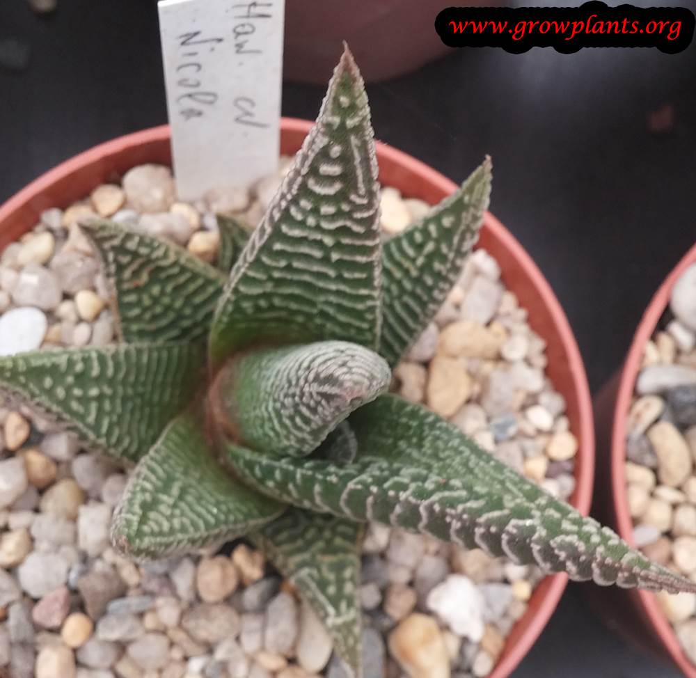 Haworthia plant grow and care