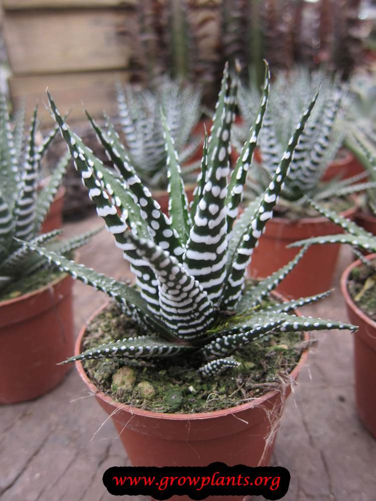 Haworthia plant