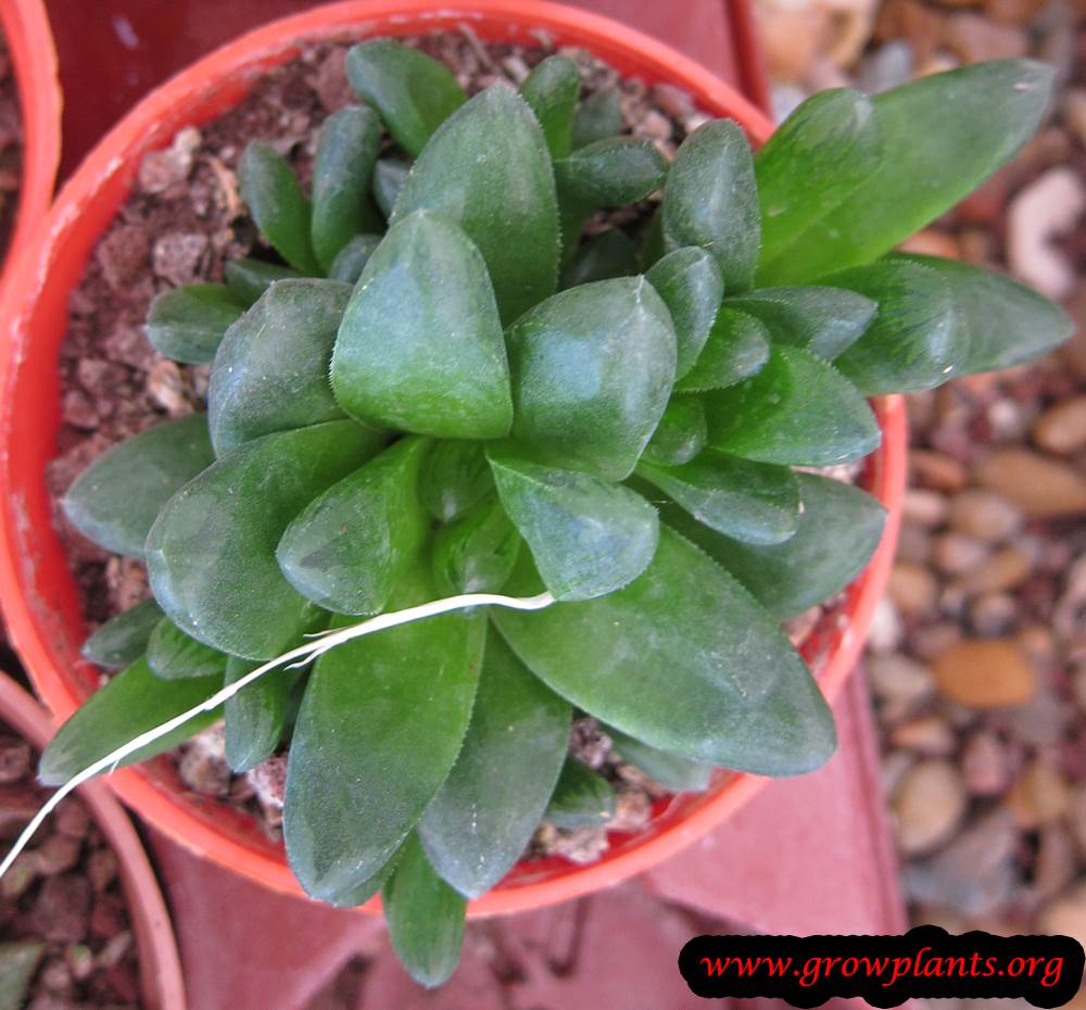 Haworthia plant care