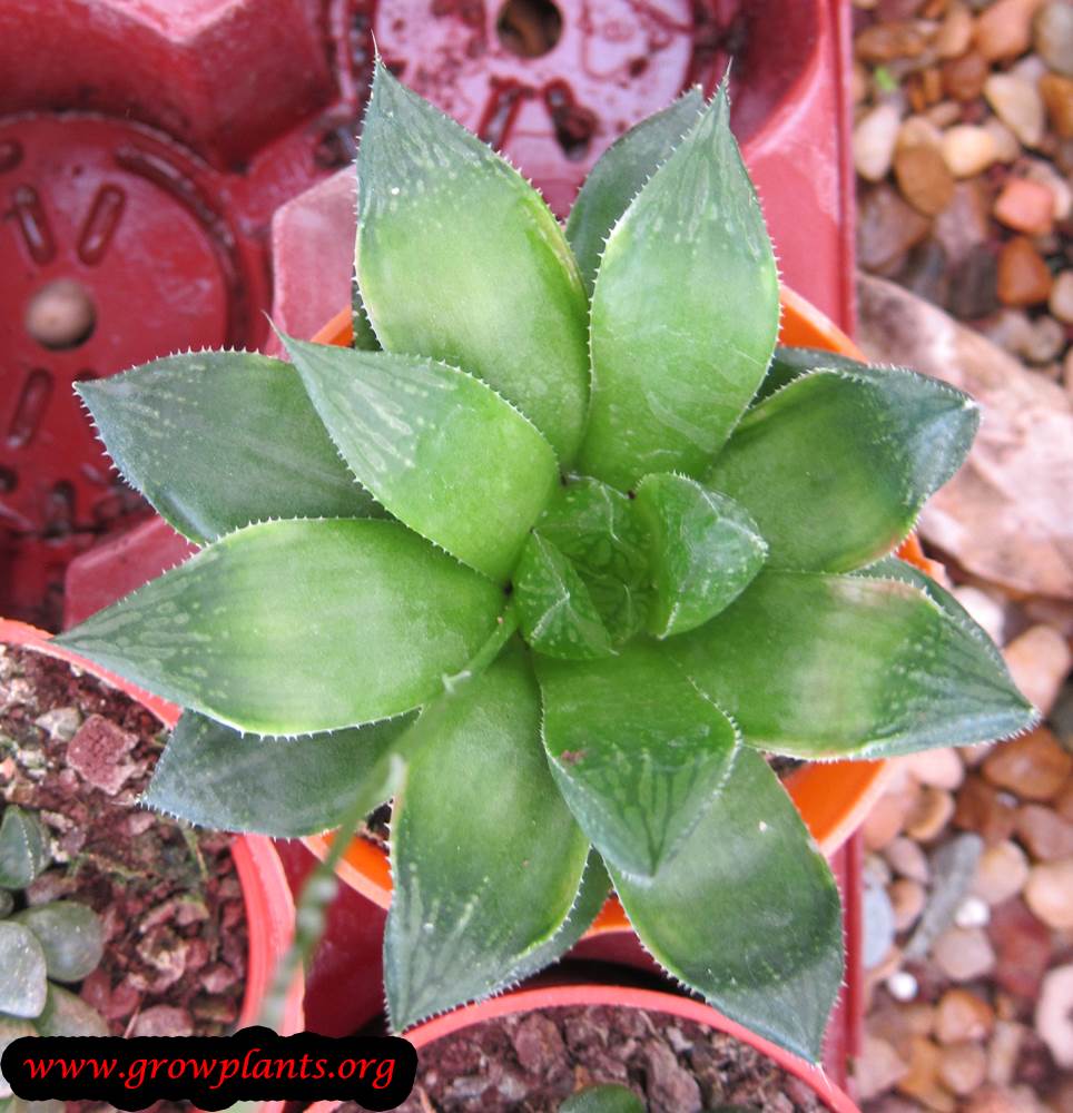 Growing Haworthia plant