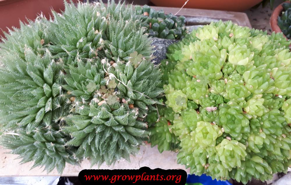 Haworthia plant cultivars