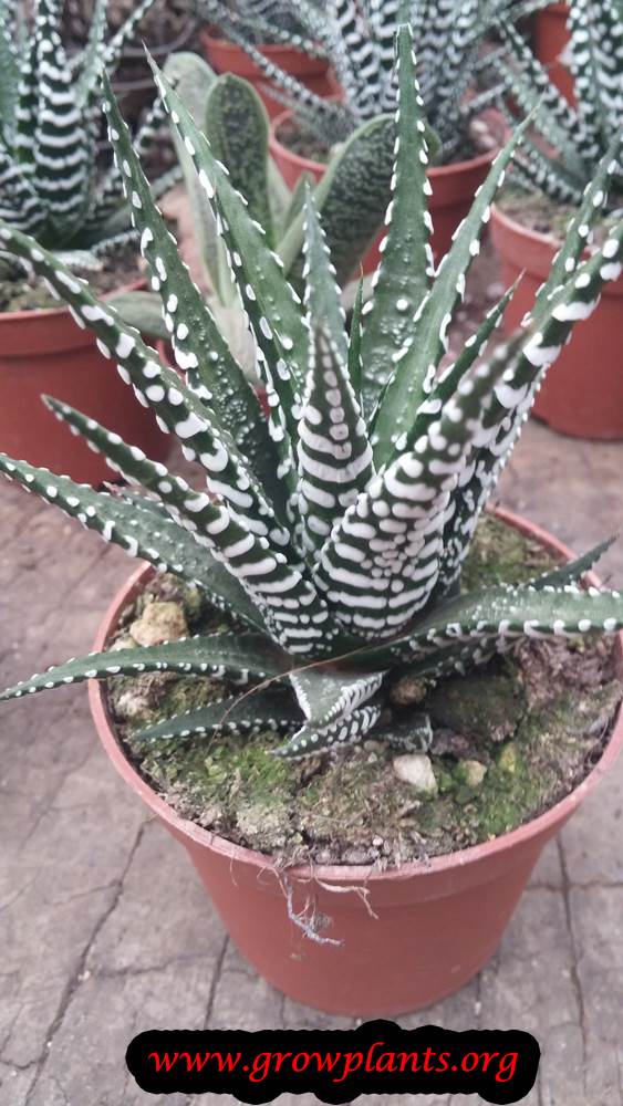 Haworthia plant in pot
