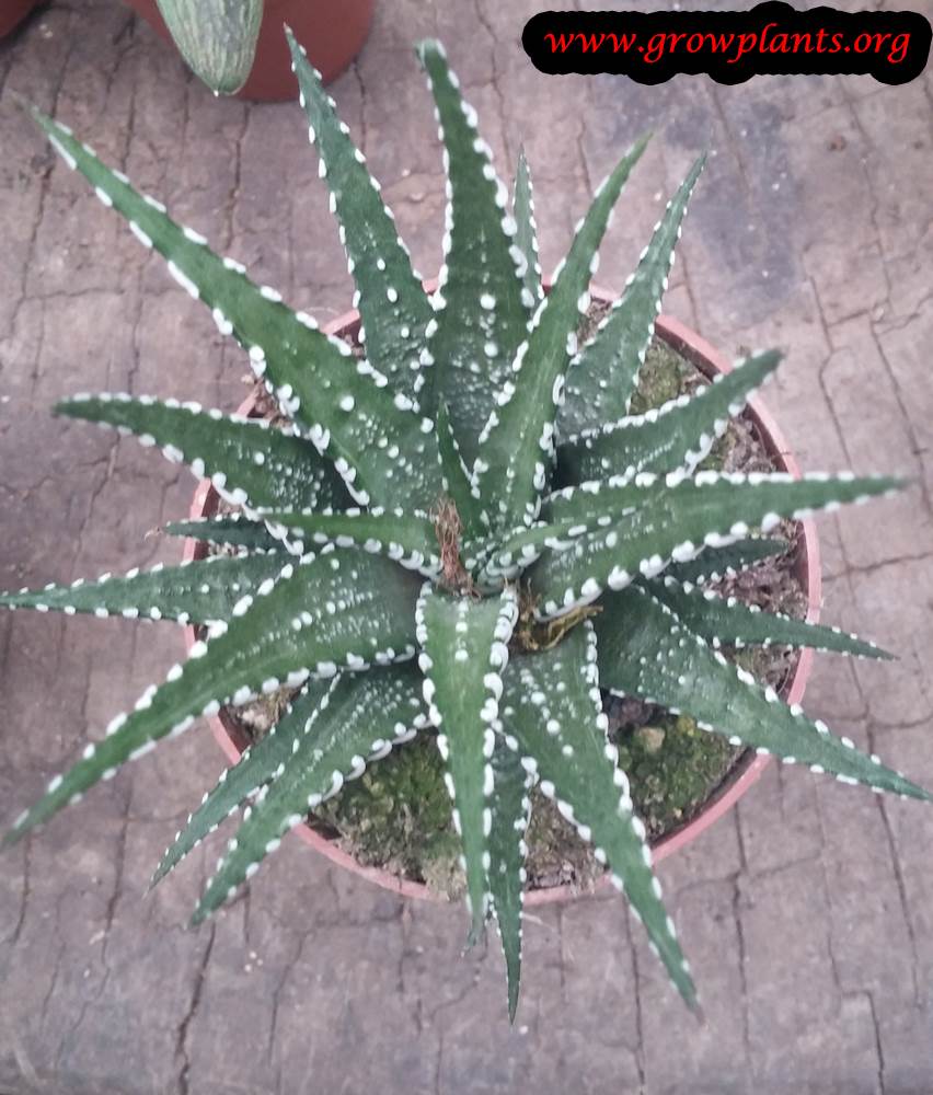 Haworthia small succulent