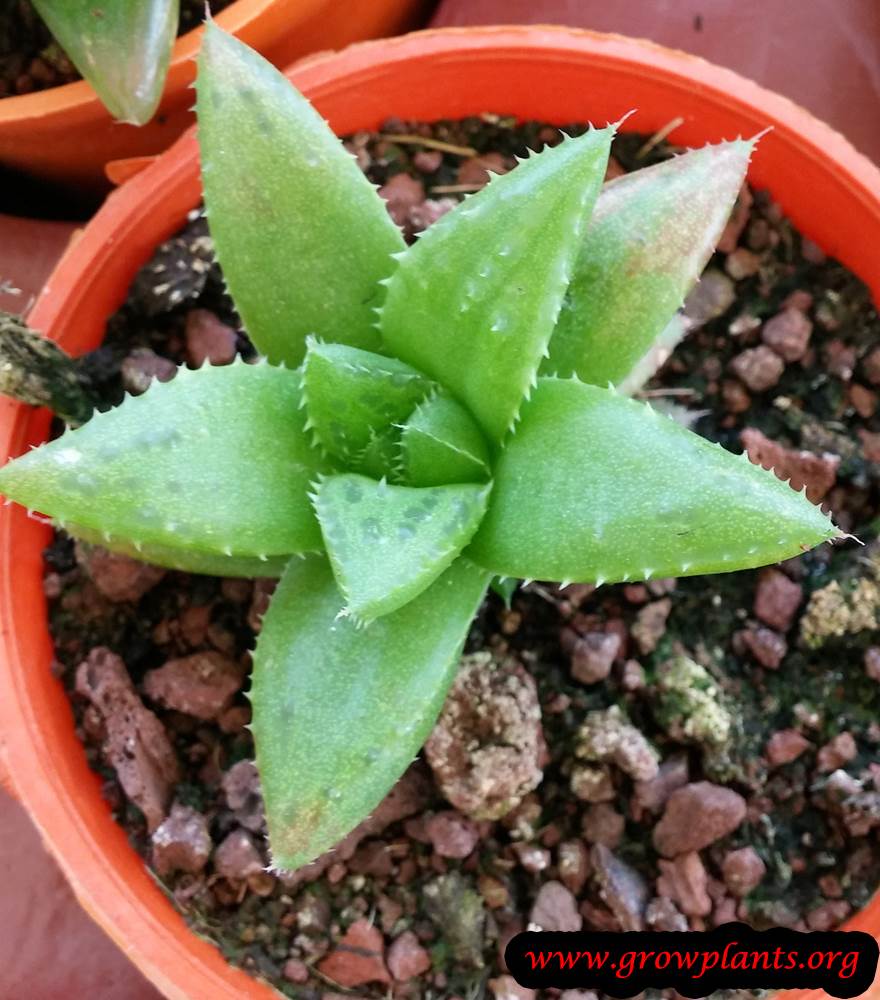 Haworthia leaves