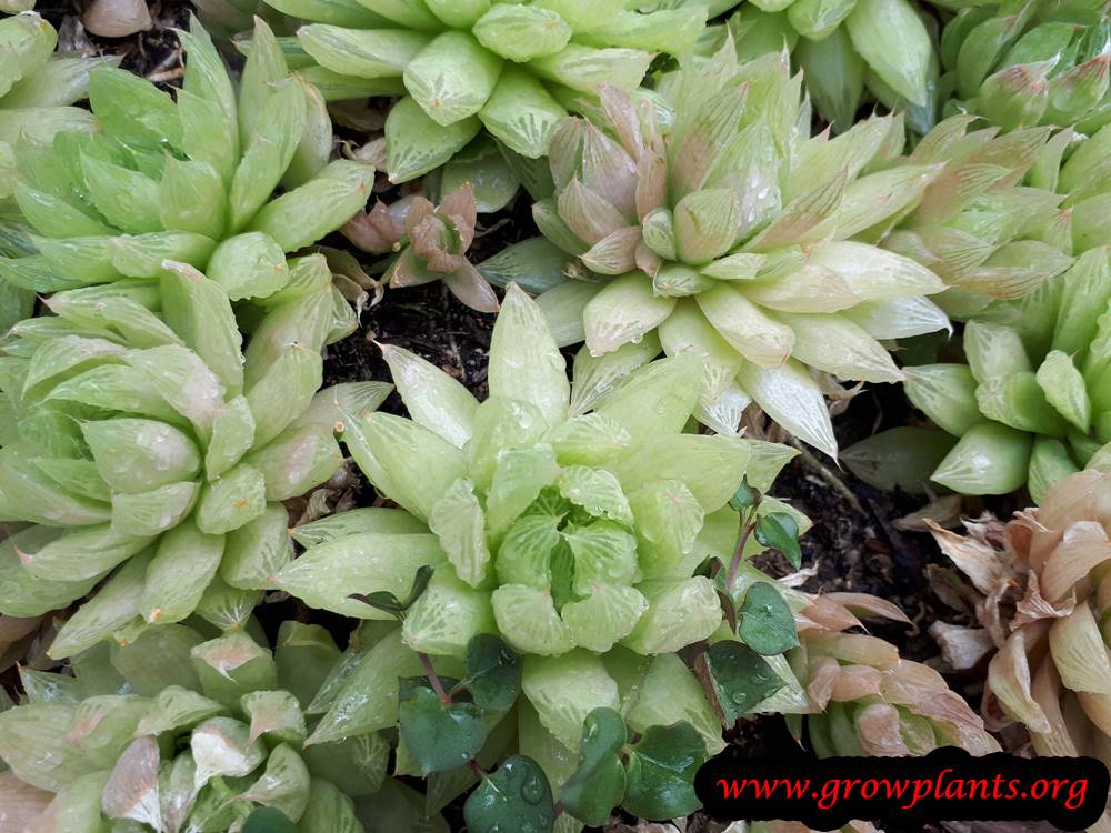Haworthia cooperi grow and care